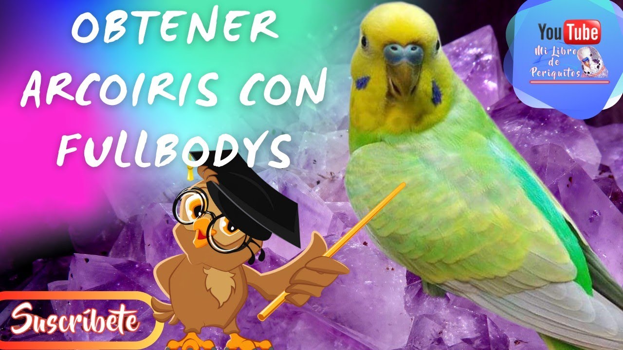 Periquitos Arcoiris  🌈  Como Obtenerlos Con Los Fullbodys 😱