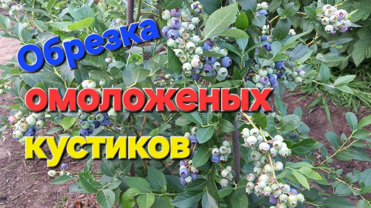 Голубика.Корректирующая обрезка после удаления всех побегов ГОД назад под НОЛЬ.
