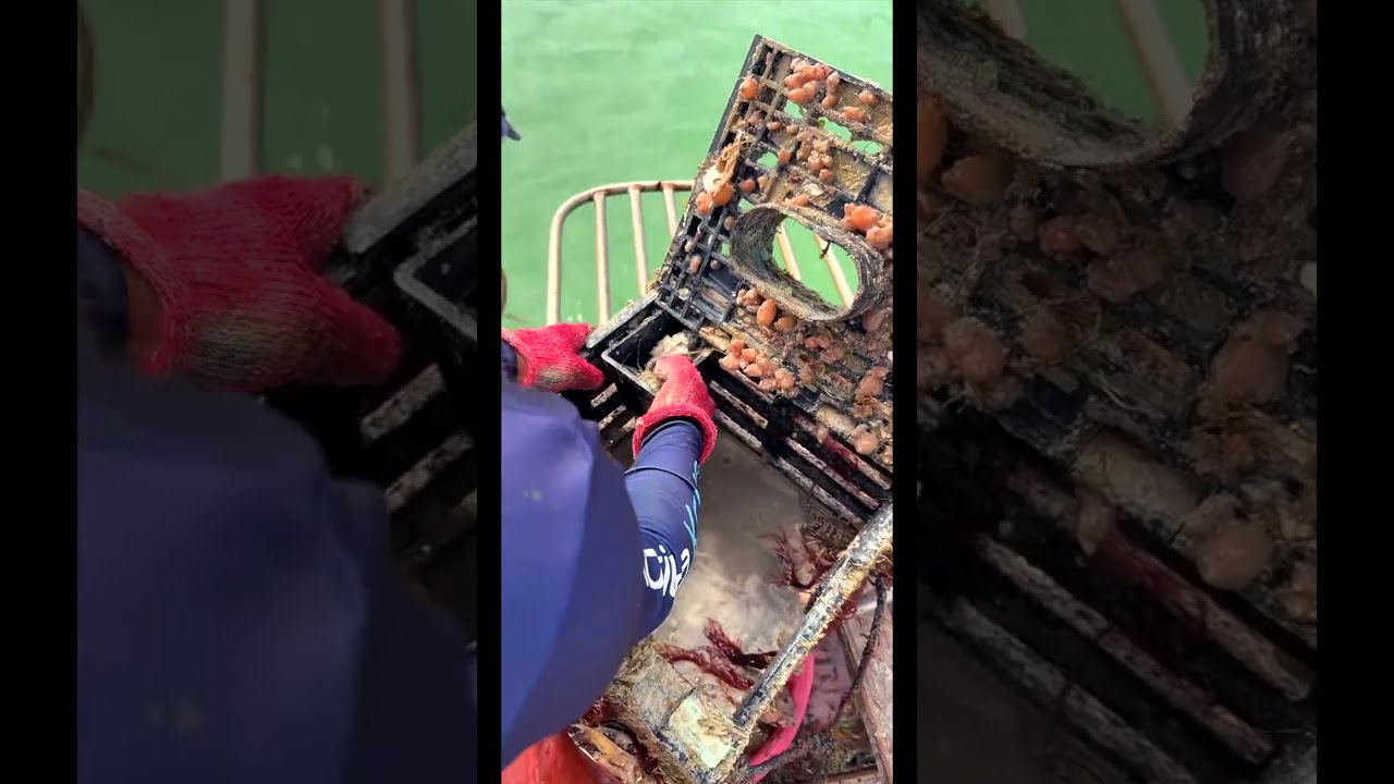 Winter Work Day: 2-Hour Florida Keys Stone Crab Archive | Post-Cold Front Pull