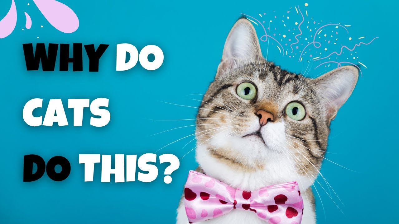 7 Bizarre Cat Habits Explained &mdash; What They REALLY Mean