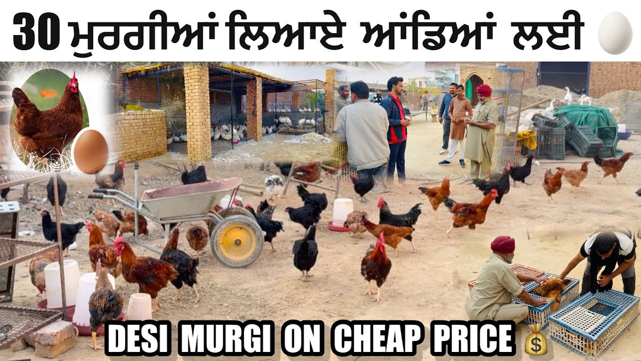 30 ਦੇਸੀ ਮੁਰਗੀਆਂ ਲਿਆਏ ਆਂਡਿਆਂ ਲਈ 🐔|| ਸਾਸਤੇ ਰੇਟ ਤੇ || DESI MURGI FARM || #poultry #punjabi 