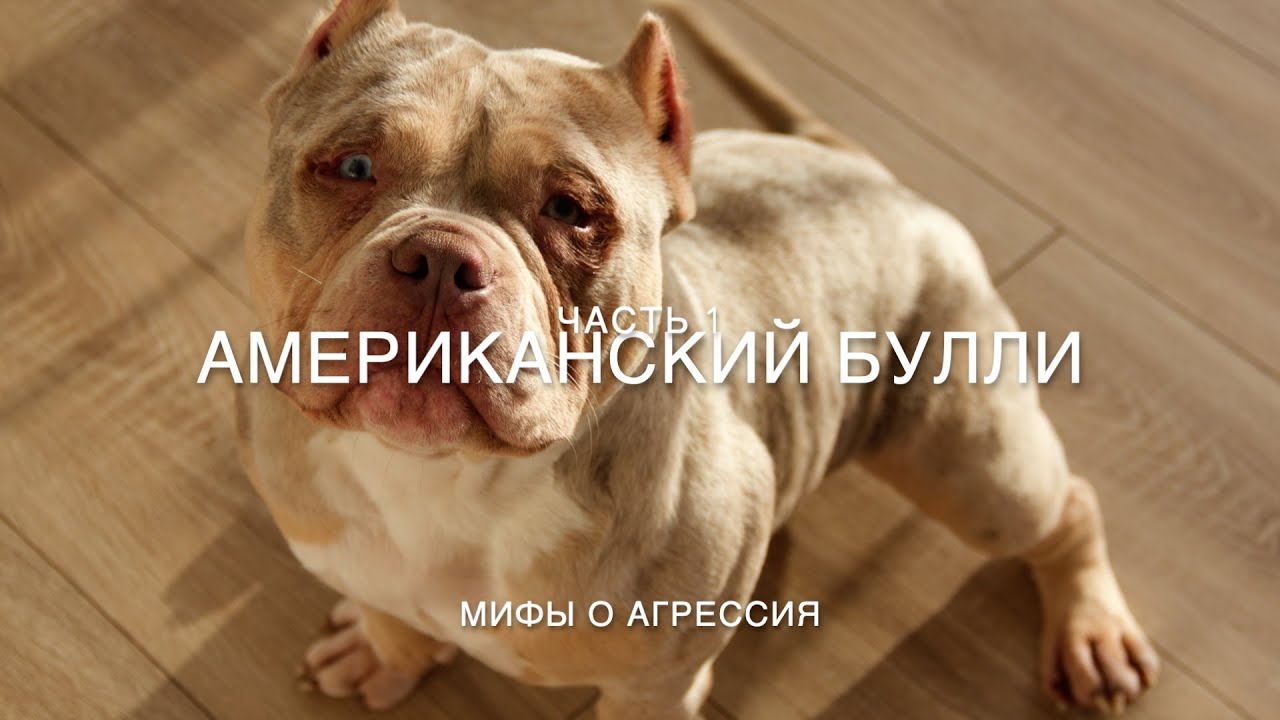 Вся правда о Американских булли! Агрессия у Булли 🐶 часть 1