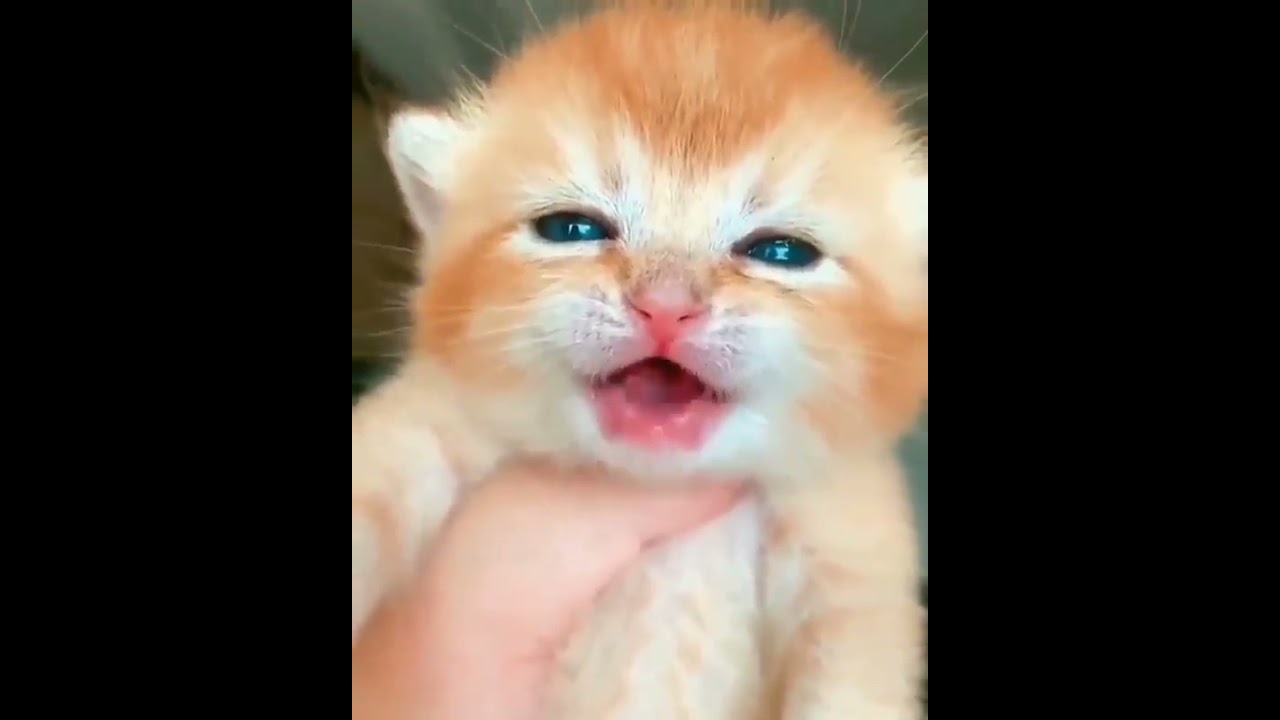 cute baby cat crying videos | OMG So Cute Cats &hearts; Best Funny Cat Videos #09