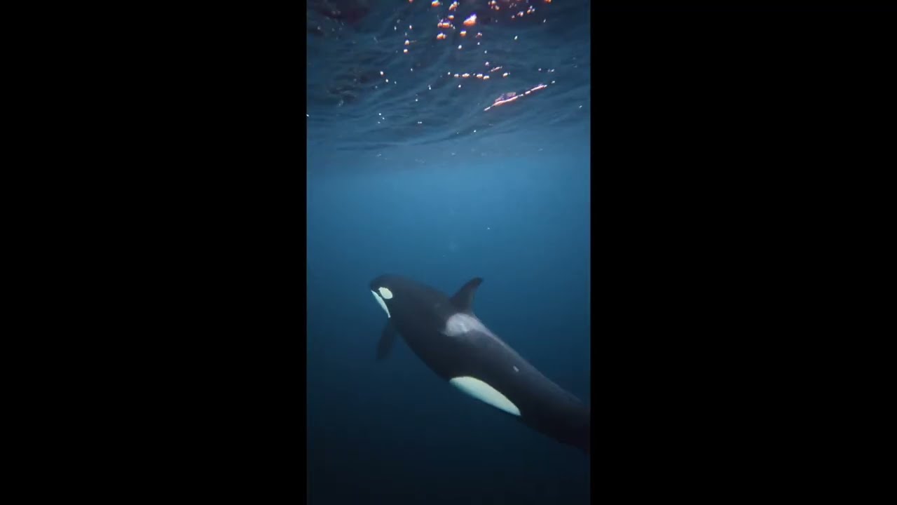Apneists UK Norway Freediving with Orca trip 2026