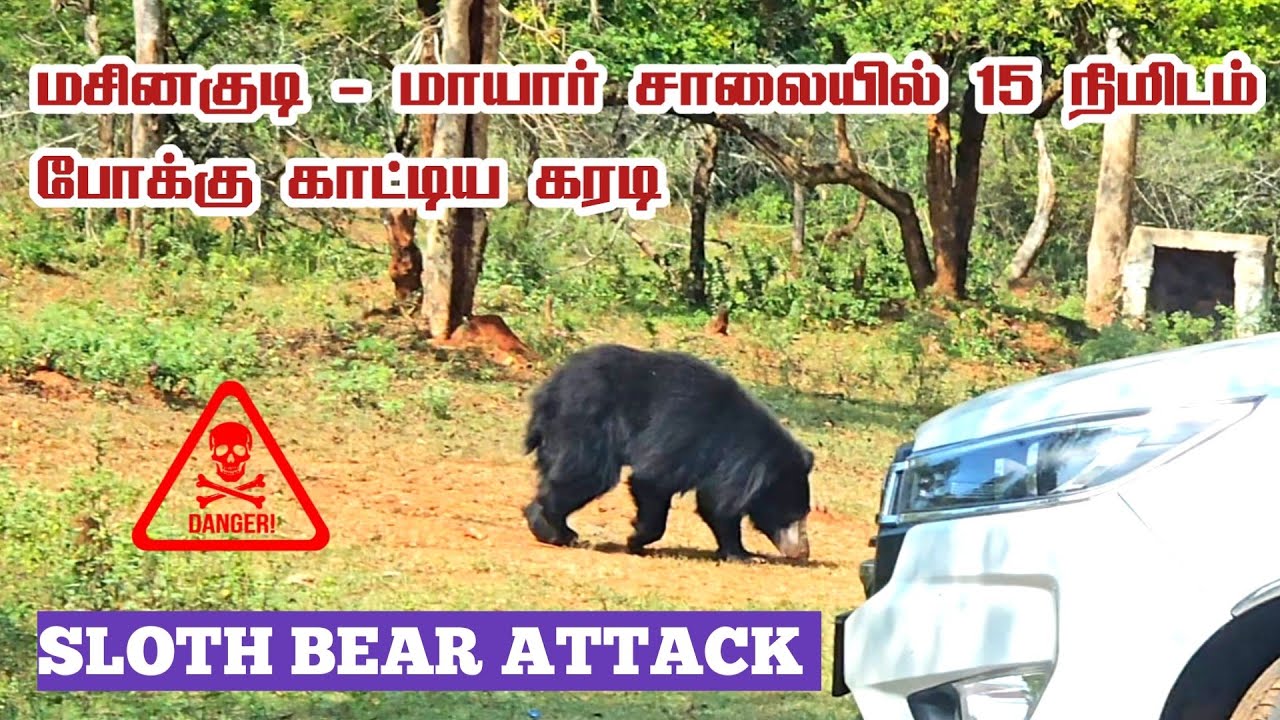 🐻🐻 Shocking Sloth Bear Encounter on Moyar Road, Masinagudi | Caught on Camera 😱 | Jolly Trip