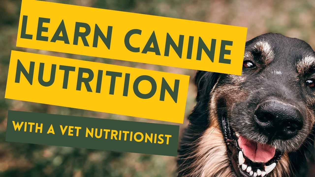 Canine nutrition course in 5 minutes - take your dog's health into your own hands