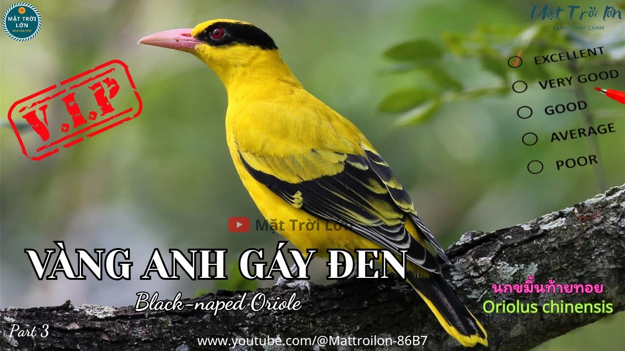 ✅Tiếng chim Vàng anh gáy đen mồi chuẩn không tạp âm mp3 | Black-naped Oriole best call (P3)
