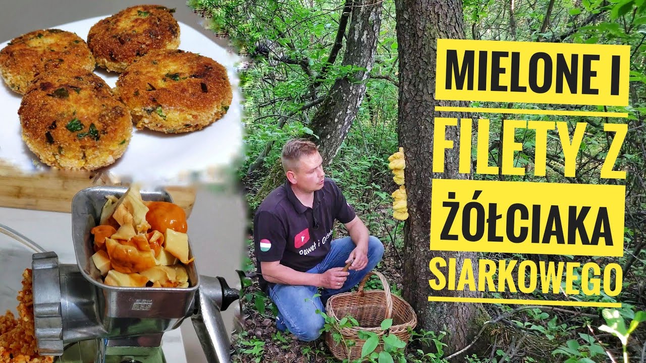 Żółciak siarkowy - jak zrobić  mielone lub filety z tej huby
