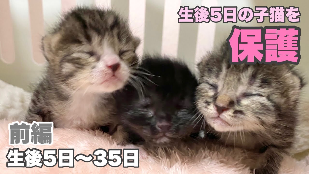 総集編【前編】へその緒つき生後5日の子猫3匹を保護 生後5日〜35日【ゲンハピノン成長日記】Protected three 5-day-old kittens.