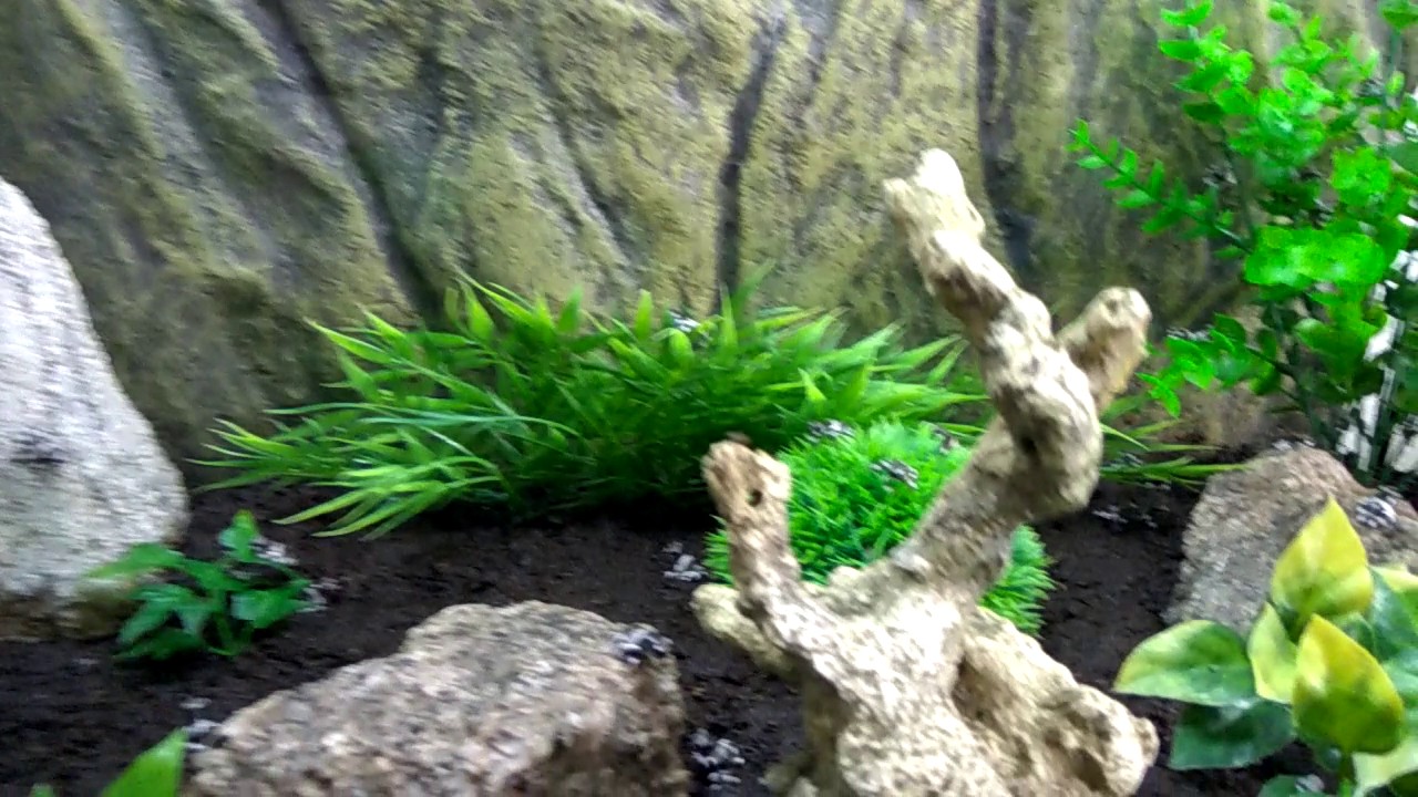 Amazon milk frog babies doing frog stuff