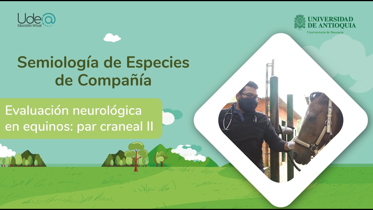 Evaluación neurológica en equinos: Par craneal II - Nervio óptico