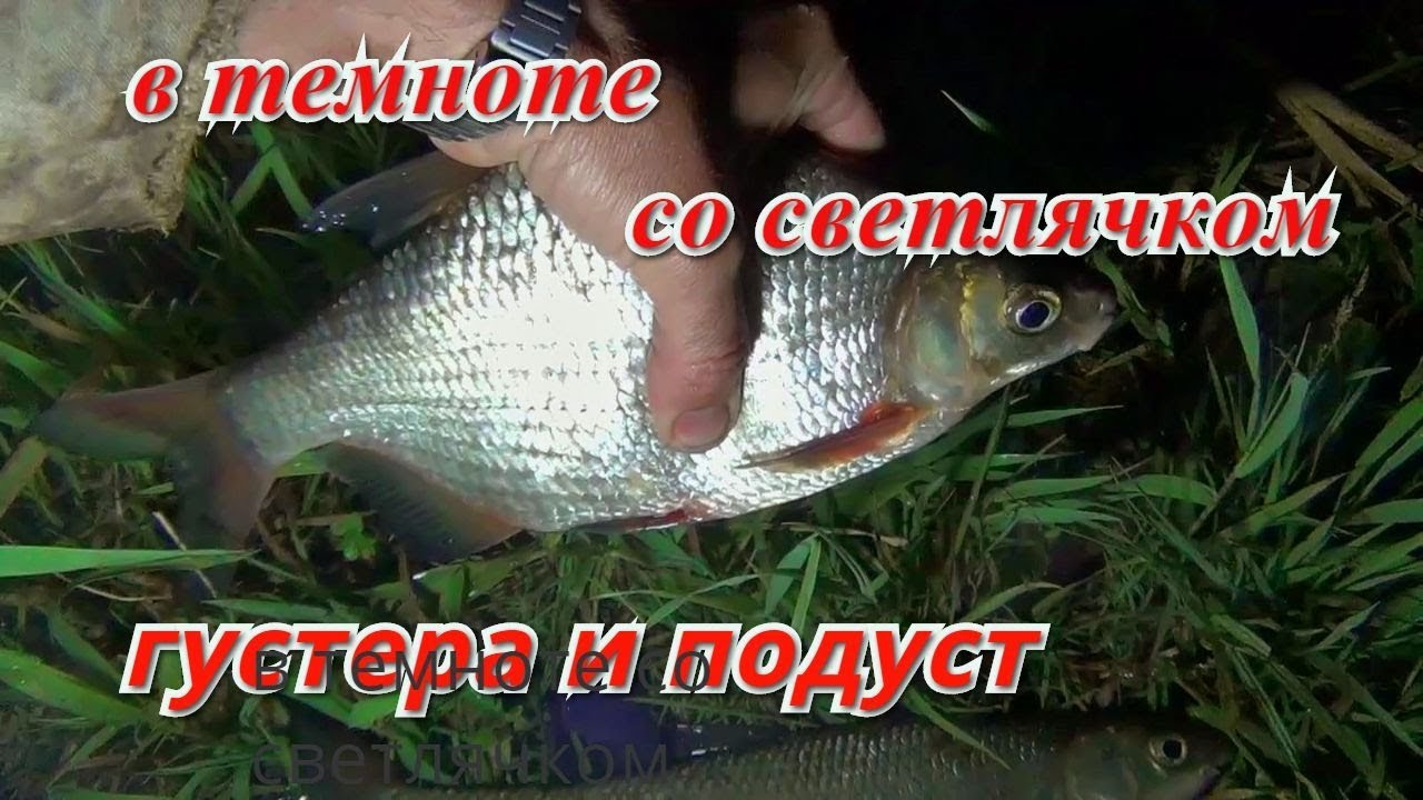 Ночная рыбалка со светлячком. Густера и подуст.
