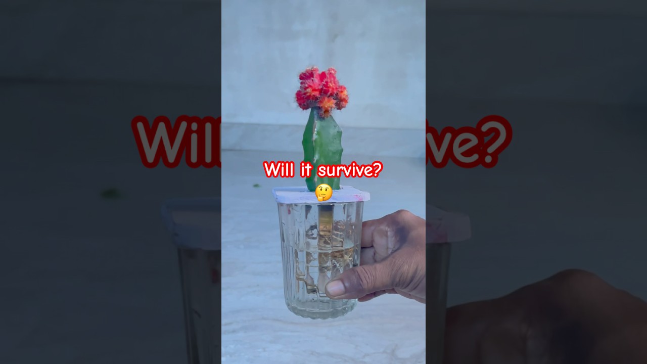 Can a moon cactus grow in hydroponic? Plz comment what may happen?