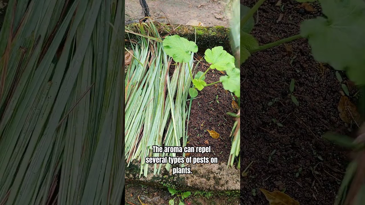 🌱one ingredient for mulch and insecticide #organicgardening #organicfarming #organicmulch
