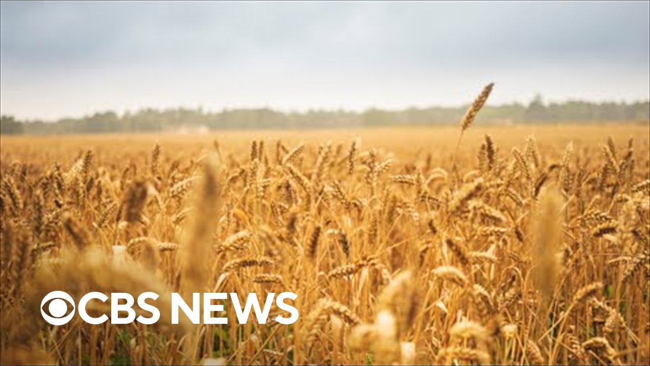 Ukraine and Russia sign grain export agreement