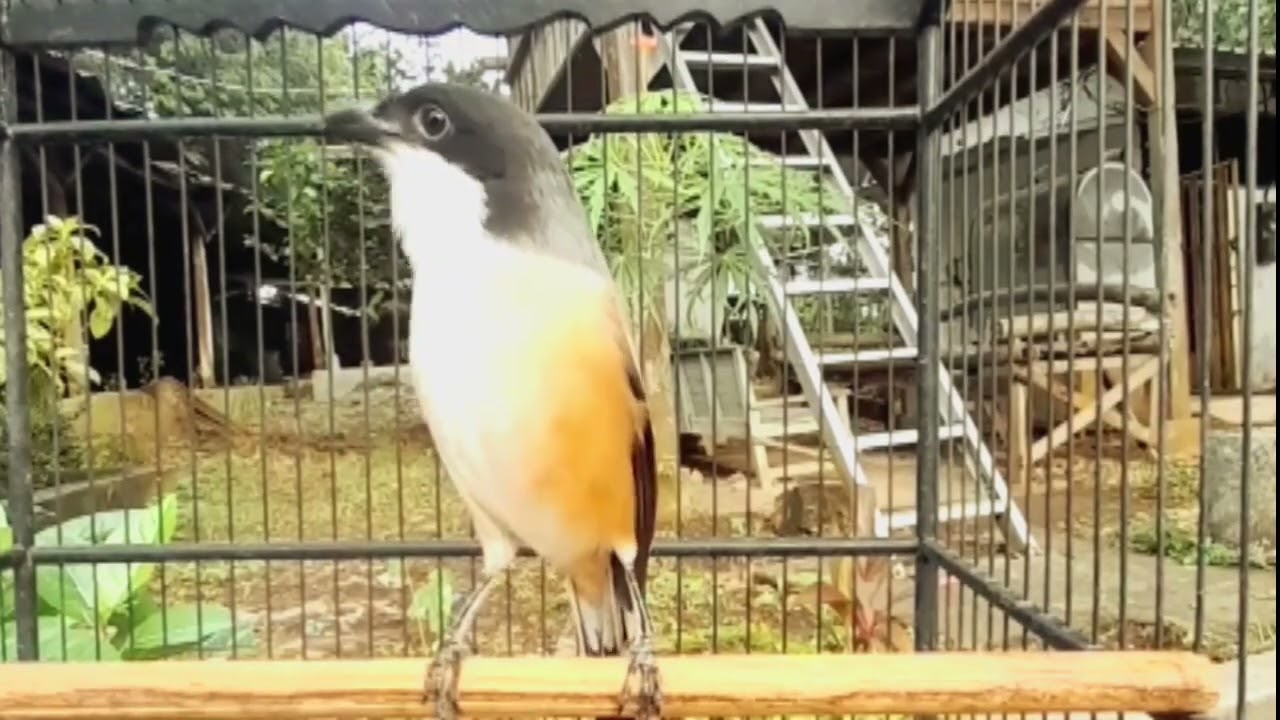 FULL TEMBAKAN SATU TITIK BOLO #cendetgacor #ternakcendet #bobbodcendet #masteran #burung #cendet