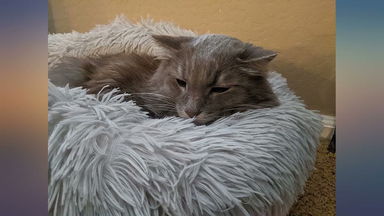 BODISEINT Modern Soft Plush Round Pet Bed for Cats or Small Dogs, Mini Medium Sized review