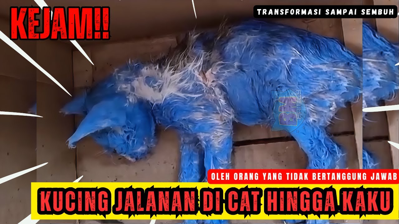 Kejam! Kucing Sekarat Dicat Hingga Kaku oleh Orang Tak Bertanggung Jawab 😿