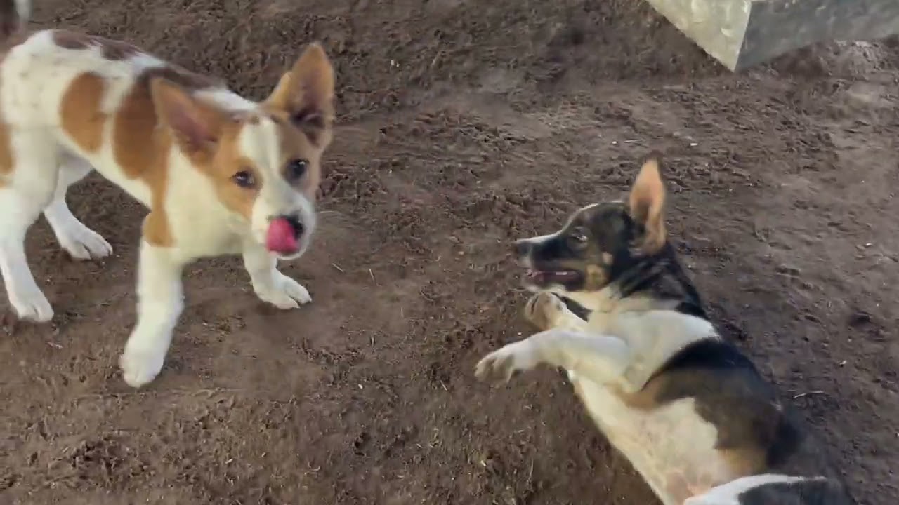 CHERO and SOVANNDOSKI haven't seen each other for over a month now, but they're so happy.#youtube #🐶