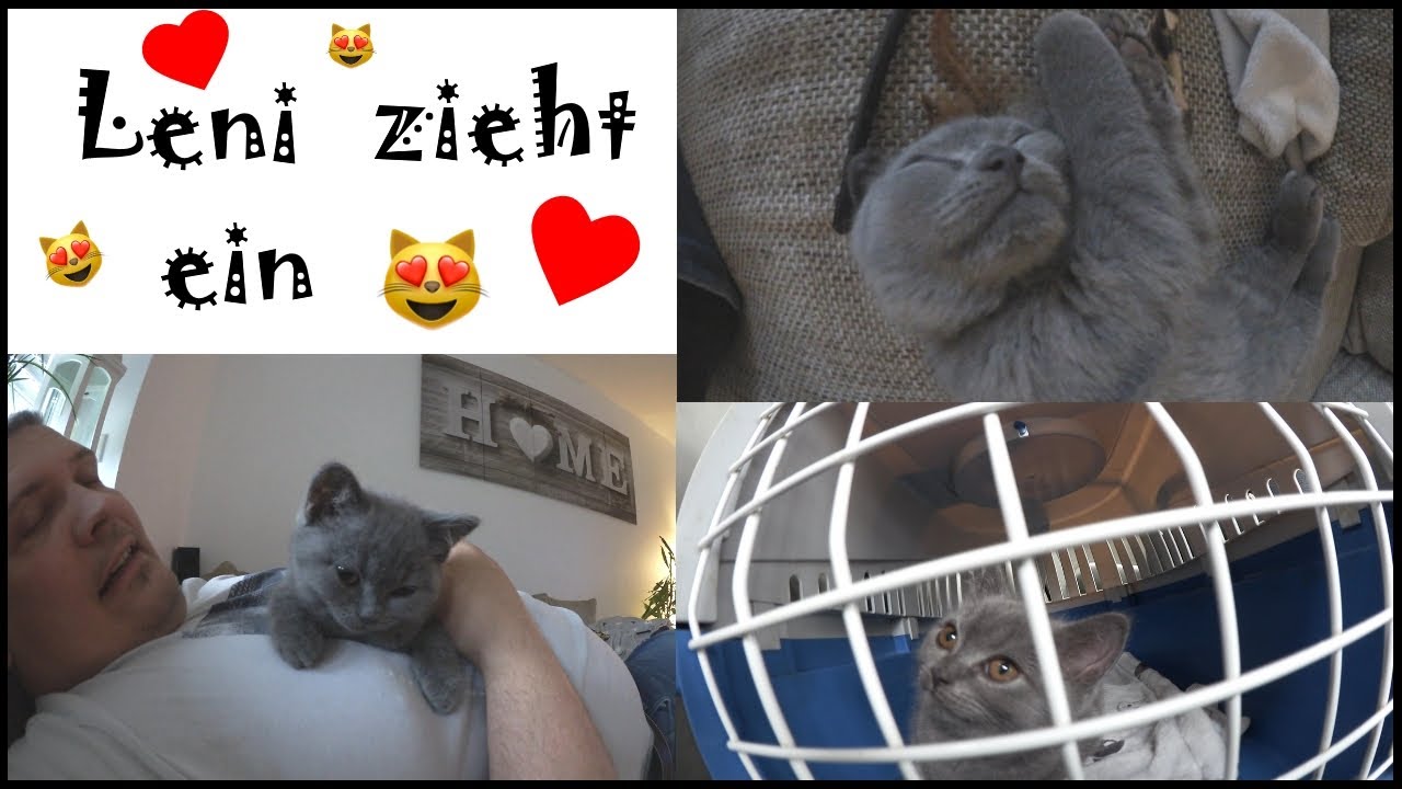 Unsere Baby Katze zieht ein 😻 Leni ist endlich da ❤️ BKH Kitten 🍀