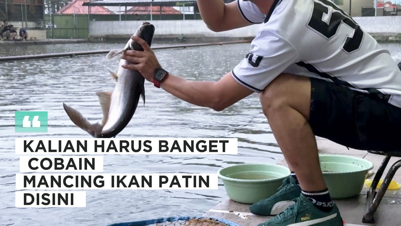 CUMAN BOLEH PAKE UMPAN ACI AJA! MANCING GALATAMA PATIN DI CICALENGKA