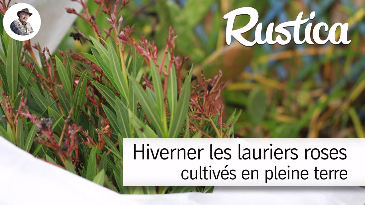 Hiverner le laurier rose cultivé en pleine terre
