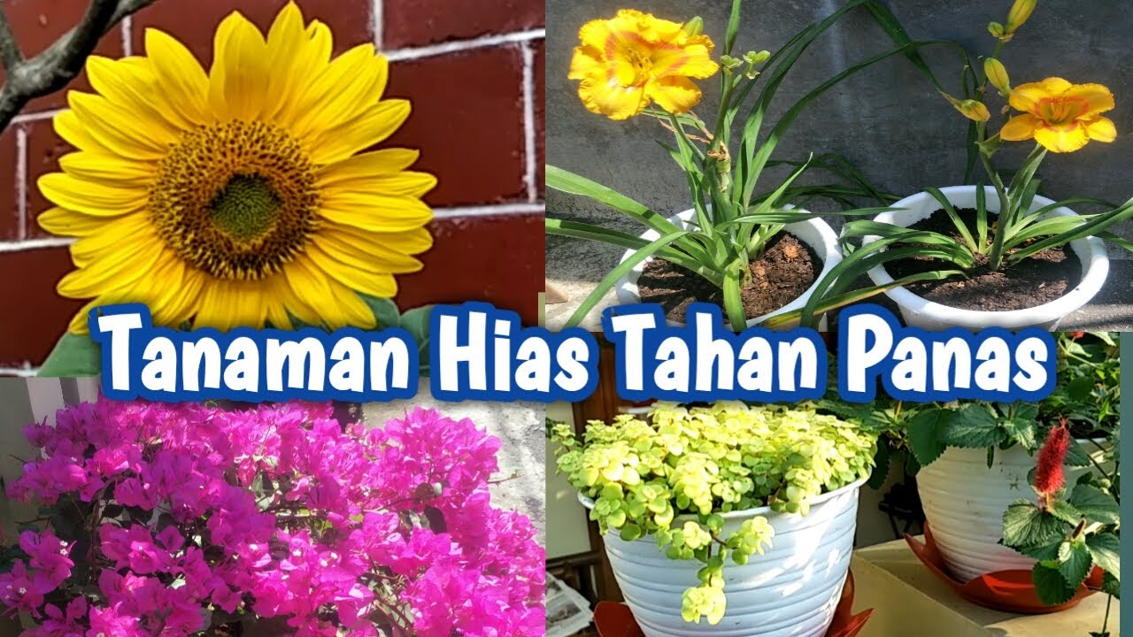 32 Jenis Tanaman Hias Tahan Panas II Video 48