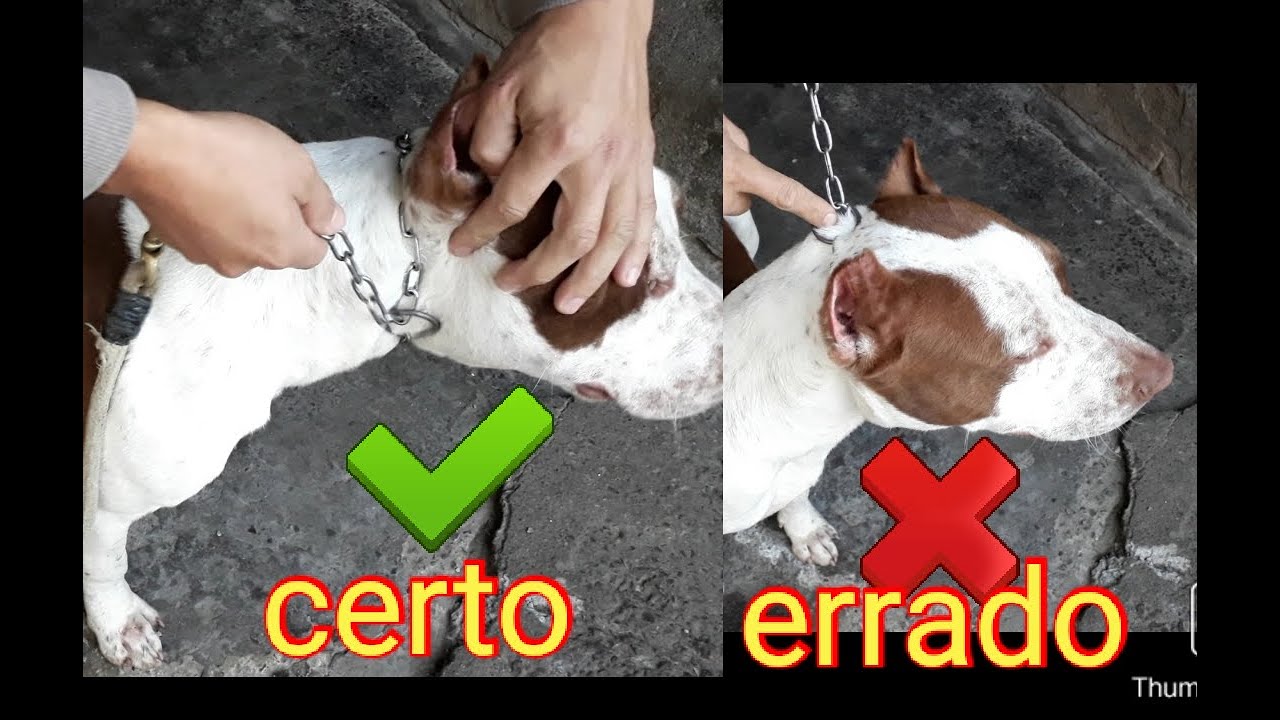 como ensina pit bull anda sem medo com a guia