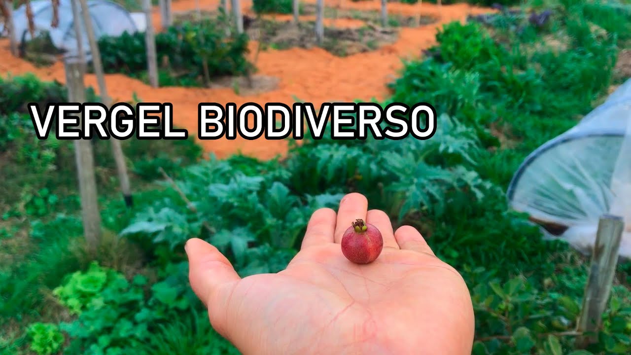 TOUR de INVIERNO por VERGEL SIN LABOREO - Bosque de Alimentos, Regeneraci&oacute;n & Permacultura
