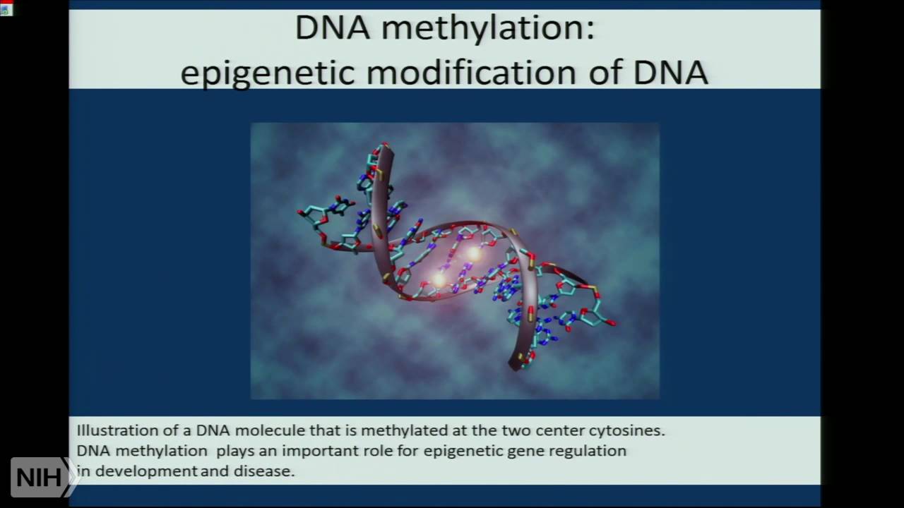 The epigenetic clock, biological age, and chronic diseases