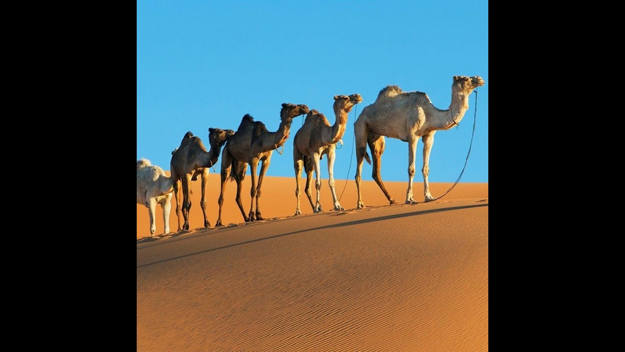 A Trip Through A Saudi Desert (Instrumental)