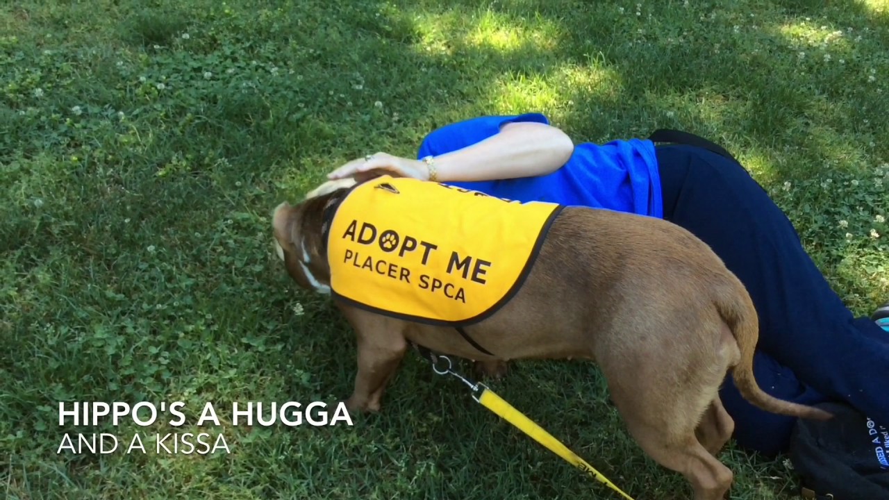 adopt hippo