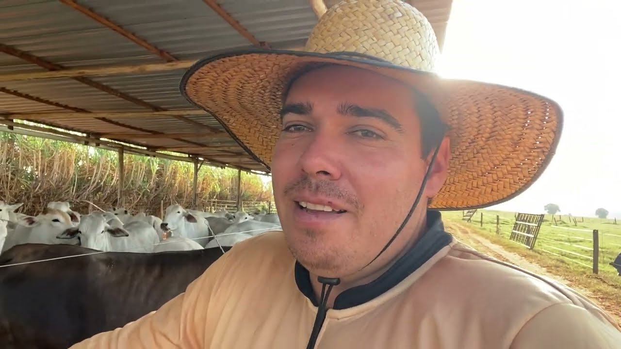 CONFINAMENTO VOLTOU FUNCIONAR #agricultor  #agropecuaria  #agronegocio #gadodecorte