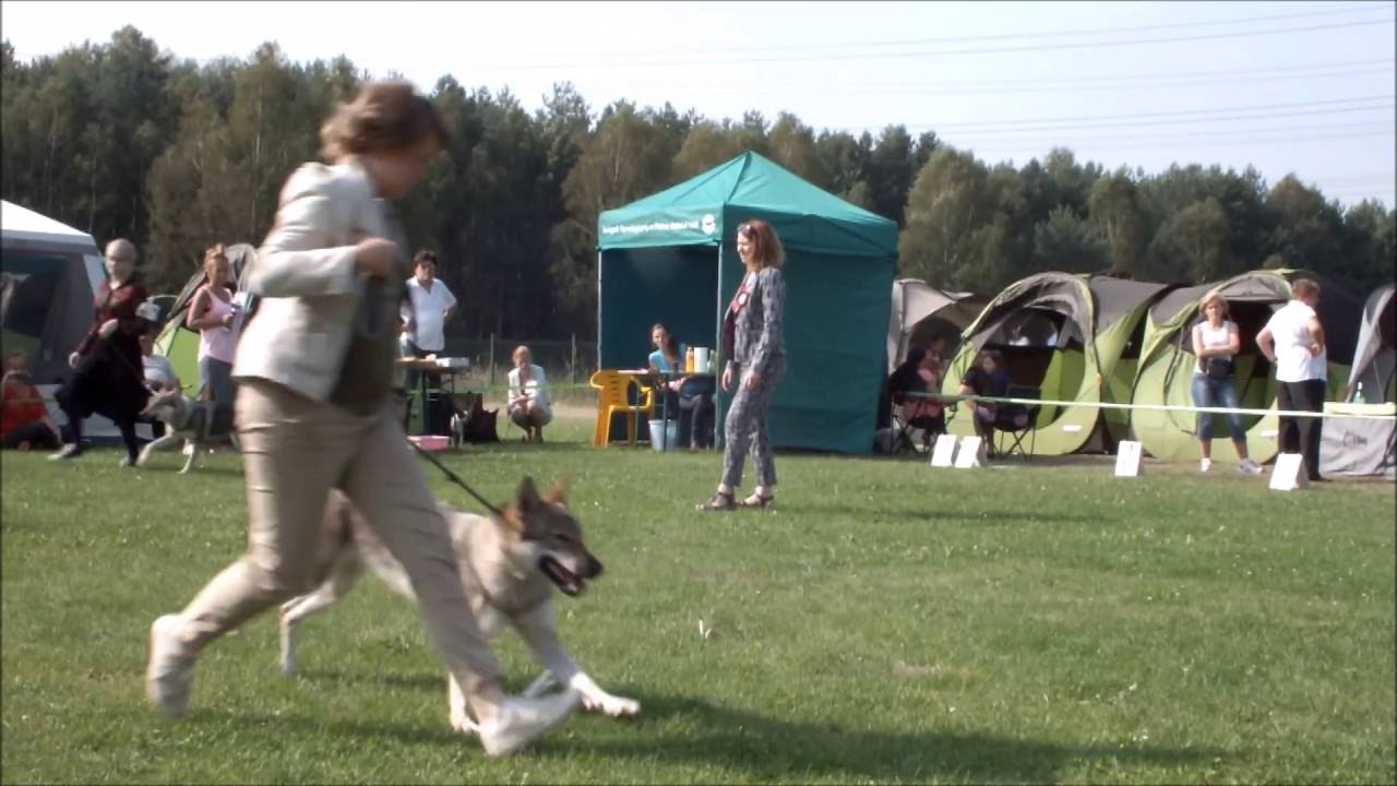 Czechoslovakian wolfdog Polish Breeds Club Junior class part 2
