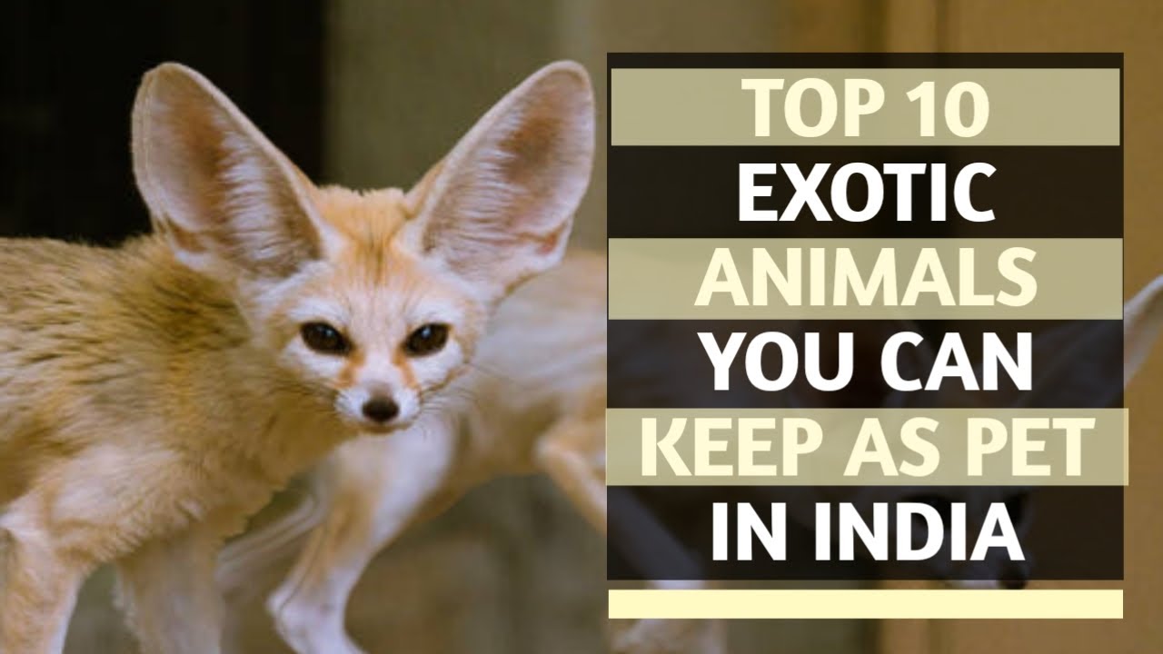 Top 10 Exotic Animals You Can Keep As Pet In India || In Telugu @VC EXOTIC PET LOVER.