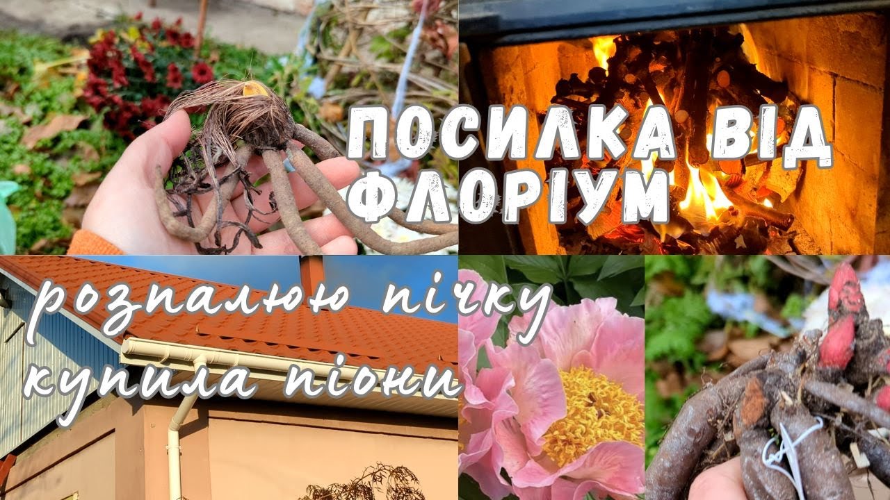 РОЗПАКОВКА ФЛОРІУМ🌿🧐 Перший раз розпалюю пічку🔥 копаю батат🌿 Накупила півоній, нові сорти.