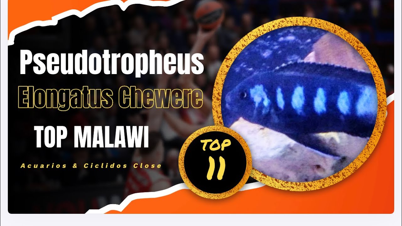 TOP 20 Malawi ( Número 11 Pseudotropheus Elongatus Chewere )