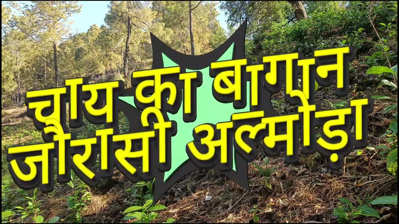 चाय ##बागान जौरासी,# चौखुटिया अल्मोड़ा।
