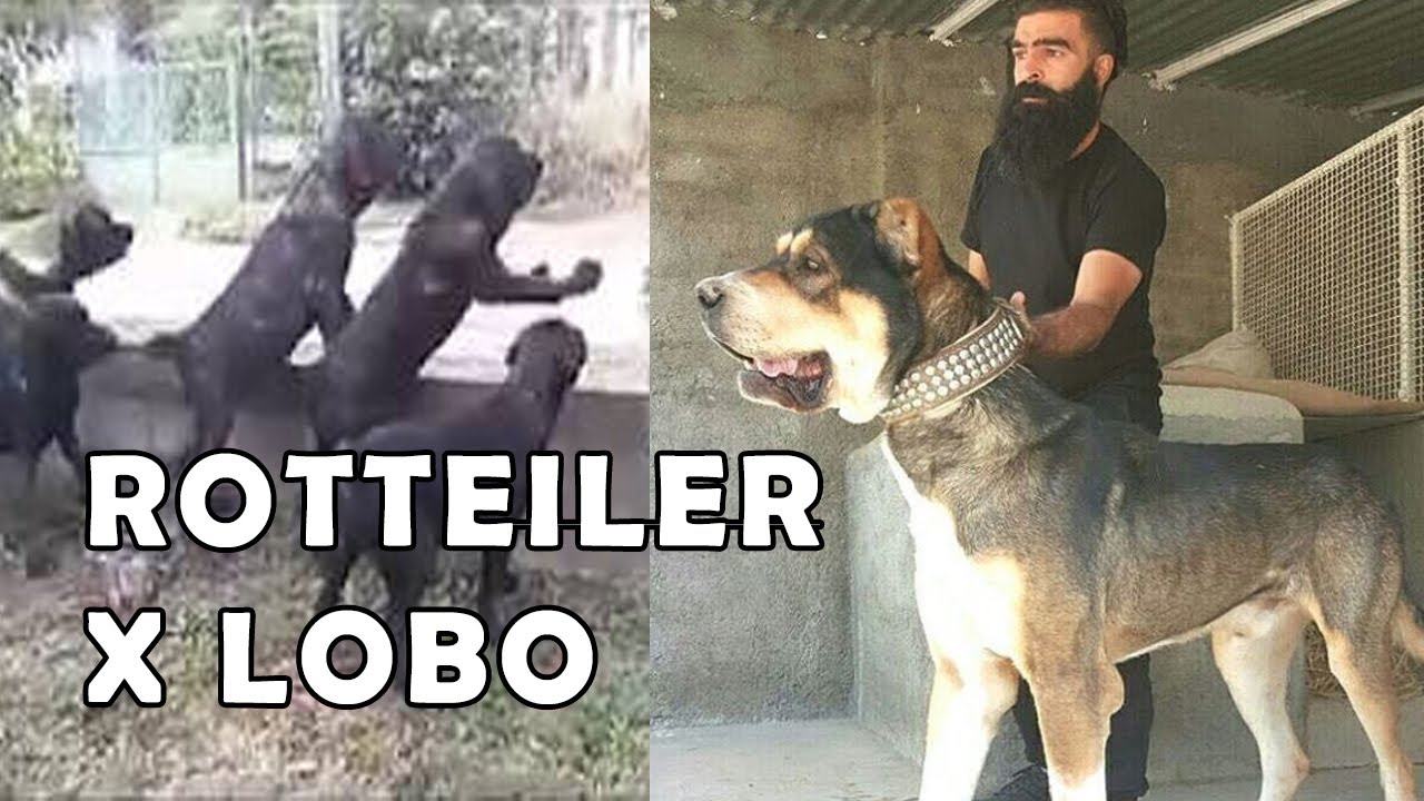 cruzaron ROTTWEILER CON LOBO y apareció LA BESTIA SERBIA