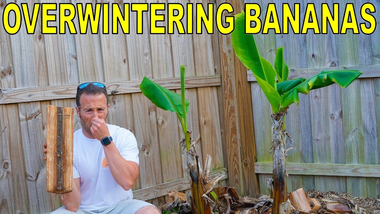 It's The WORST GARDEN SMELL But You MUST Do It To Overwinter BANANAS