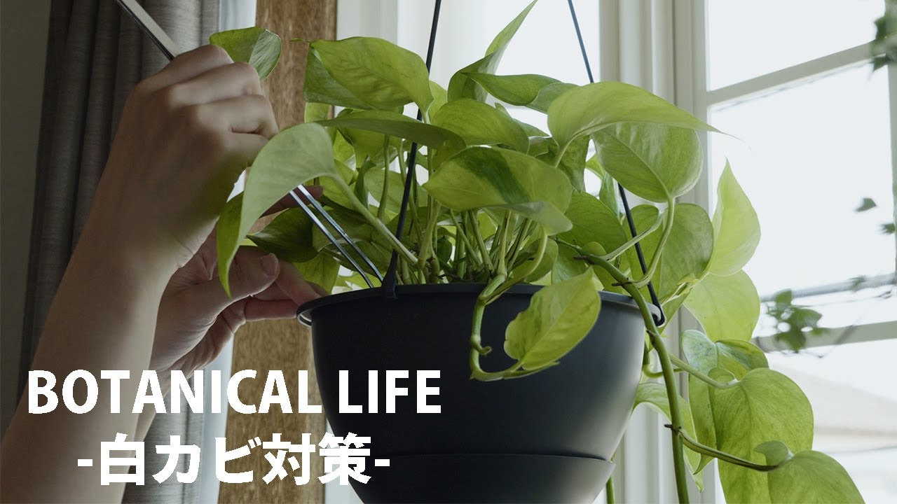 【観葉植物】土に白カビが発生！? アルコールスプレーで撃退！除去する方法と対処法｜ポトス ｜#観葉植物 #観葉植物のある暮らし【4K】
