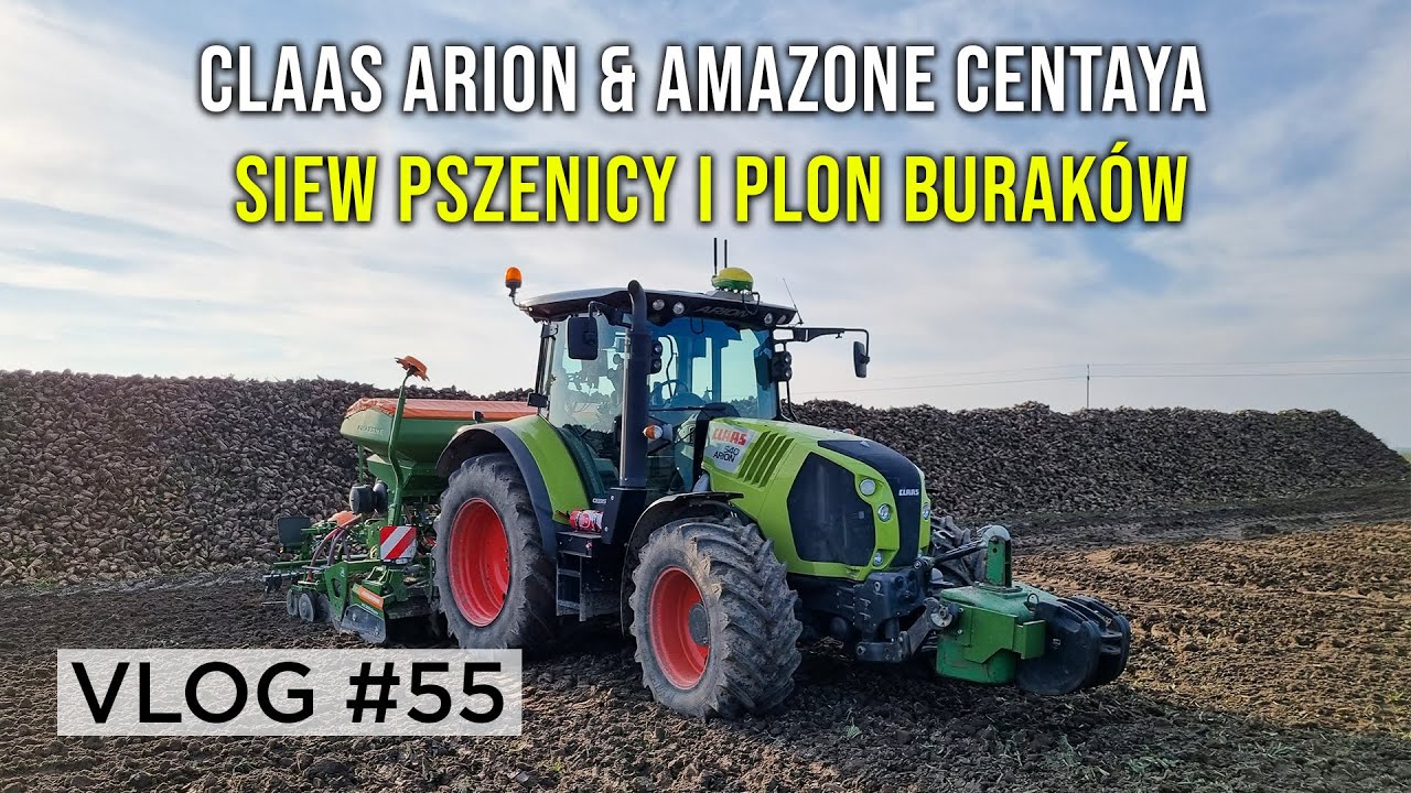 Późny siew pszenicy po burakach / Jak plonowały buraki? | VLOG #55