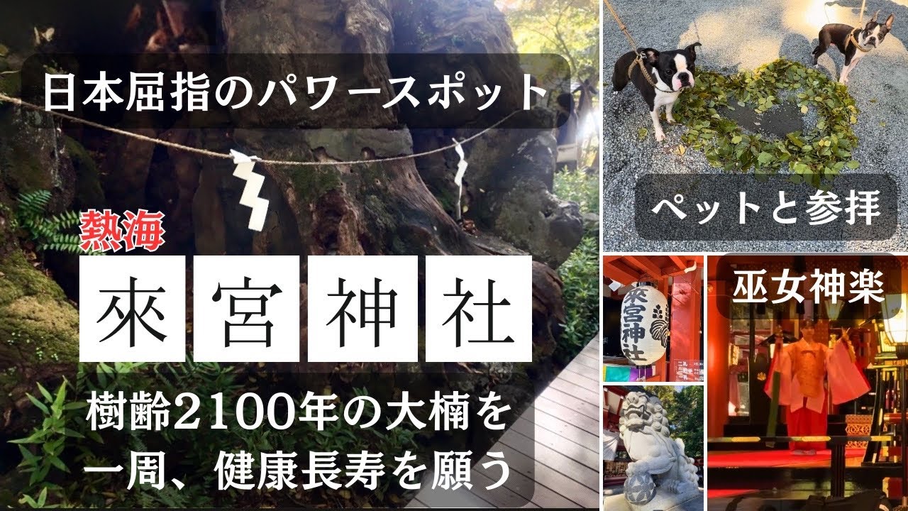 🐶🆗【來宮神社】大楠を1周し健康長寿祈願｜日本屈指のパワースポット