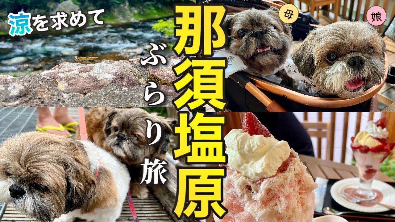 【シーズー】親子で一緒に行く初めての日帰り旅！愛犬と那須塩原を楽しむ(後編)
