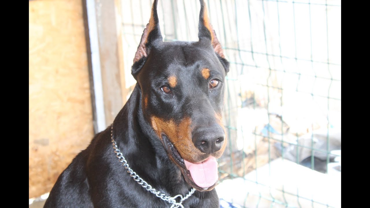 YAVRU KÖPEKLERİN ve DOBERMANN TÜY BAKIMI VE DERİ SAĞLIĞI
