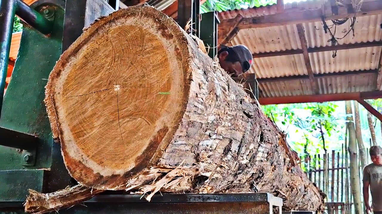 Watching the best process of sawing long teak wood at the sawmill 