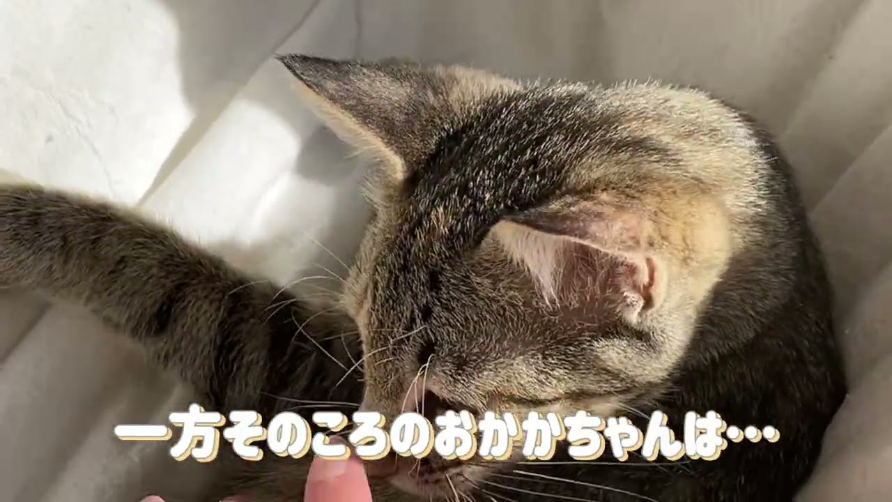 猫ちゃんの動画集🐾