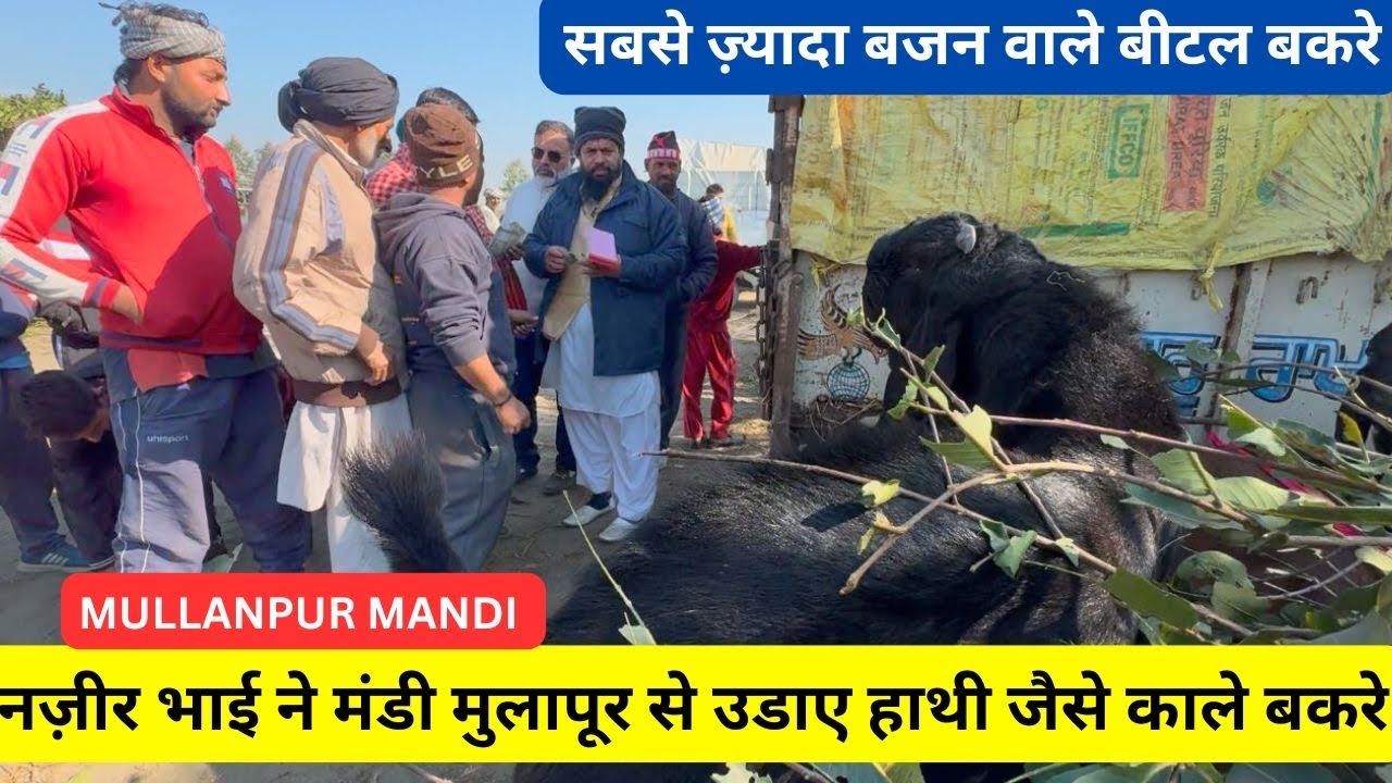 नज़ीर खान ने उडाए मंडी में से काले हाथी जैसे बकरे ll MULLNAPUR MANDI #goat