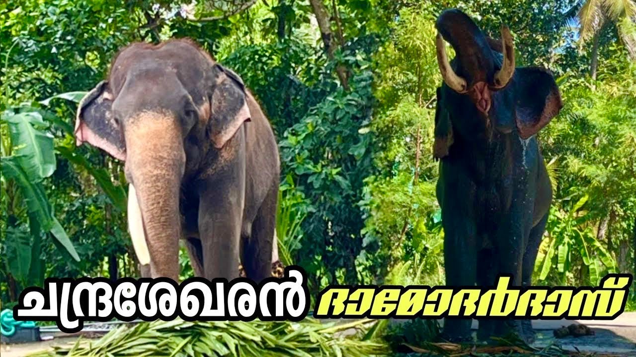 ഇനി🔥വിശ്രമ കാലത്തേക്ക് ചന്ദ്രശേഖരനും ദാമോദർദാസ് ആനത്താവളത്തിൽ Guruvayur |Chandrashekhar | damodardas