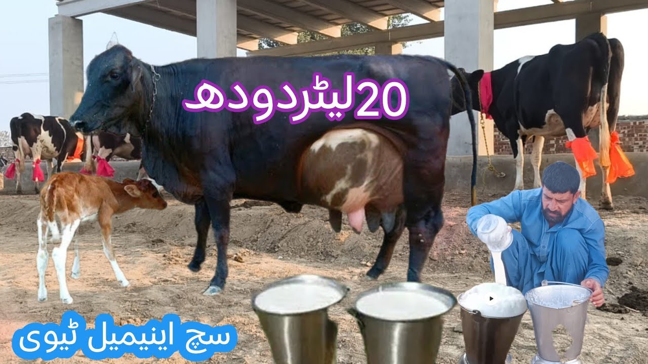 03466152628| Cholistani friesian cross | Australia cow |Girlando cow | cow on YouTube|cholistani cow